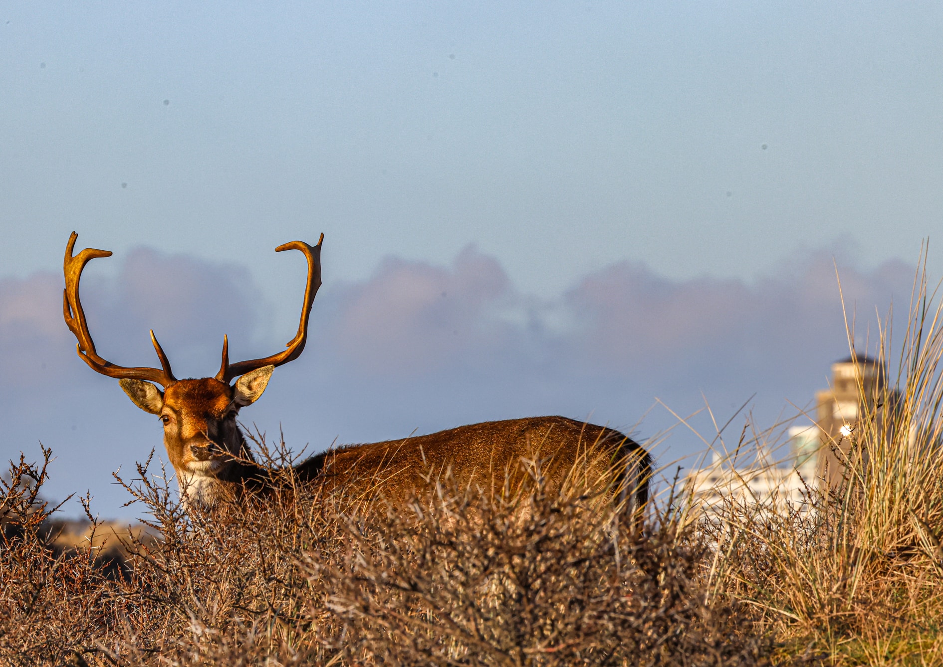 Deer in Zandvoort