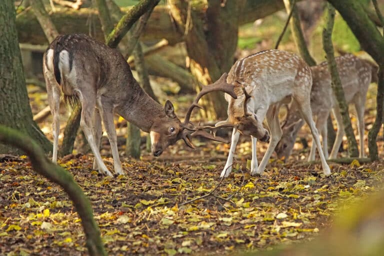 Deer in national park Zandvoort